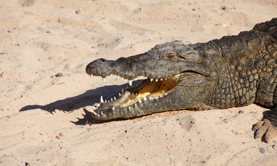 croc resting on sand with its mouth open