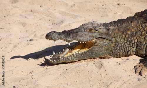 Croc Resting On Sand With Its Mouth Open Stock Photo And