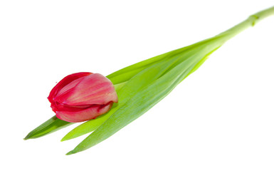 Tulip