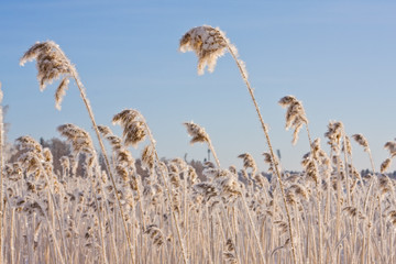 Frozen reed against blue sky