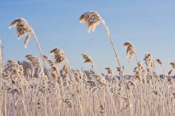 Foto auf Acrylglas Skandinavien Frozen reed against blue sky