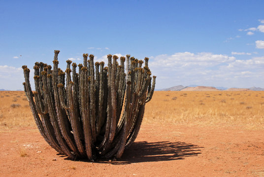 euphorbe, cactus du Damaraland2