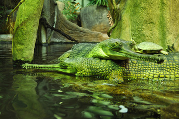 Crocodiles with turtle in ZOO, Czech Republic