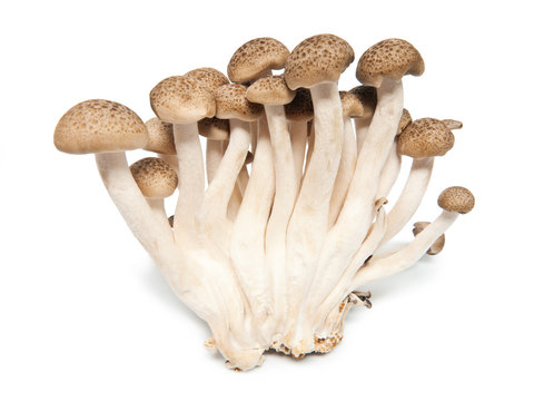 Pilze