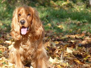 cocker spaniel