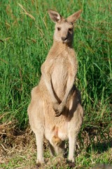 Naklejka na ściany i meble Australijski Kangur - wildlife cute zwierząt