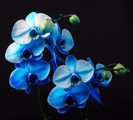 Fototapeta na wymiar Blue orchid - Royal family in studio light