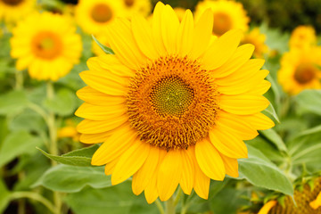 Obraz premium Sunflower