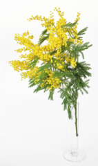 mimose