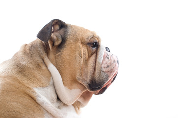 English Bulldog portrait