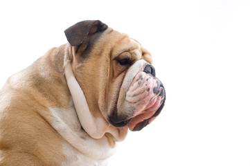 English Bulldog portrait