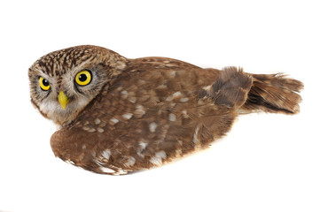 owl