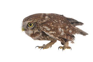 owl