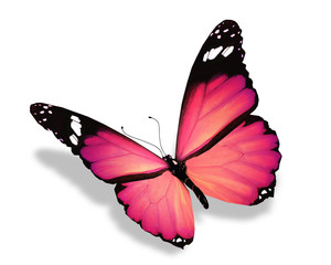 Pink butterfly, isolated on white