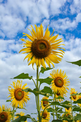 Naklejka premium Sunflower