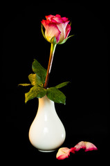 Pink and Cream Rose