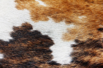 close up of cowhide background - obrazy, fototapety, plakaty