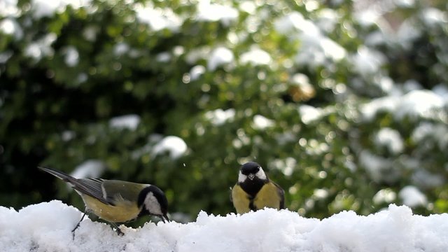 Winter - Collective survival