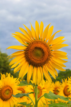 Sunflower