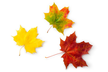 Three maple autumnal leaves. Topview. - 39408080