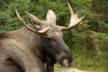 Moose bull