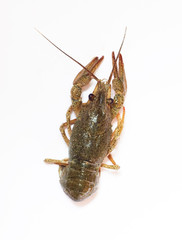 cancer on white background