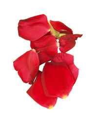 Rose petals isolated on white