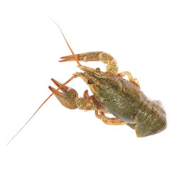 crawfish on white background