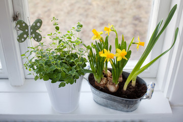 daffodils and oregano on the window-ledge