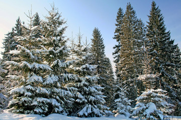 tree a fir-tree is in-field covered by white snow