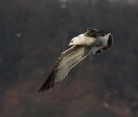 Seagull in flight.