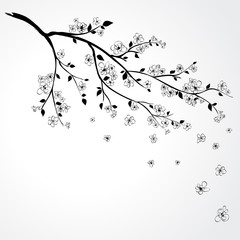 Sakura blossom - 39411689