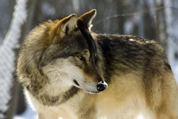 Plaid mouton avec motif Loup European gray wolf (Canis lupus lupus)