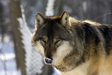 European gray wolf (Canis lupus lupus)