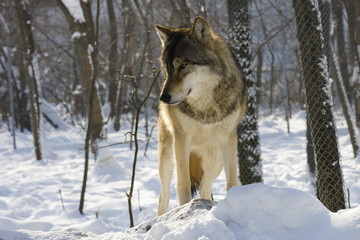 Obraz premium European gray wolf (Canis lupus lupus)
