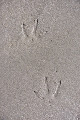 trace de pas