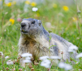 groundhog on alpine flower meadow