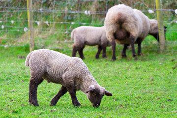 Fototapeta premium Baby lamb on Irish meadow