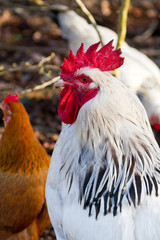 Cock and hens on the farm