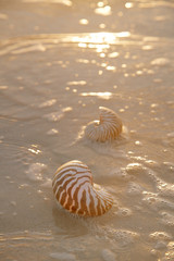 golden sunrise and nautilus shells in the sea