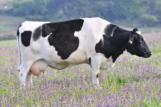 vaca lechera