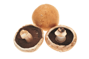 Fresh  Portabella Mushroom On White Background