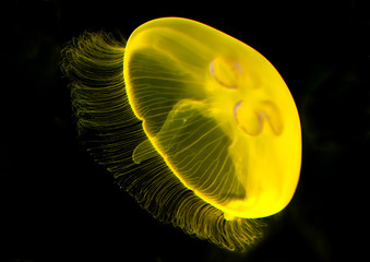Naklejka premium Yellow jellyfish