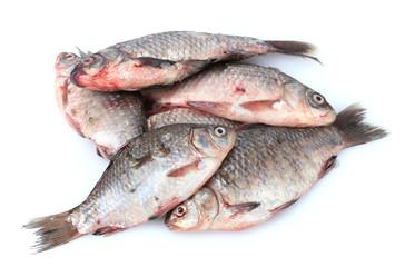Fresh fishes isolated on white