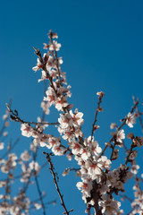 Flowering almond tree