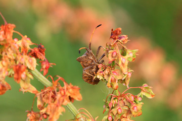 bug, bedbug brown on the delicate flower in summer