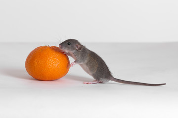 rat and tangerine