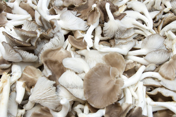 mushroom wall. gray mushroom wallpaper in Thailand.