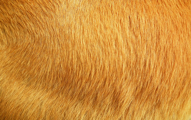 Wool background