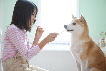 柴犬と歯磨きをする女の子